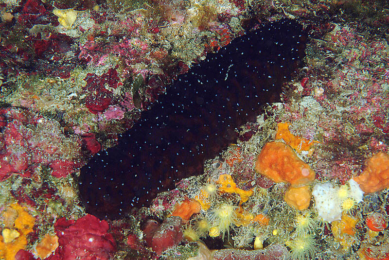Holothuria forskali (Delle Chiaje, 1823)